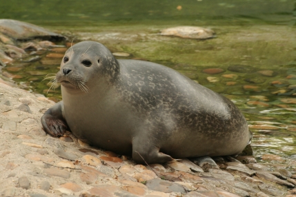 Úsek -  Ústí nad Labem - Děčín - zoo Ústí.jpg 